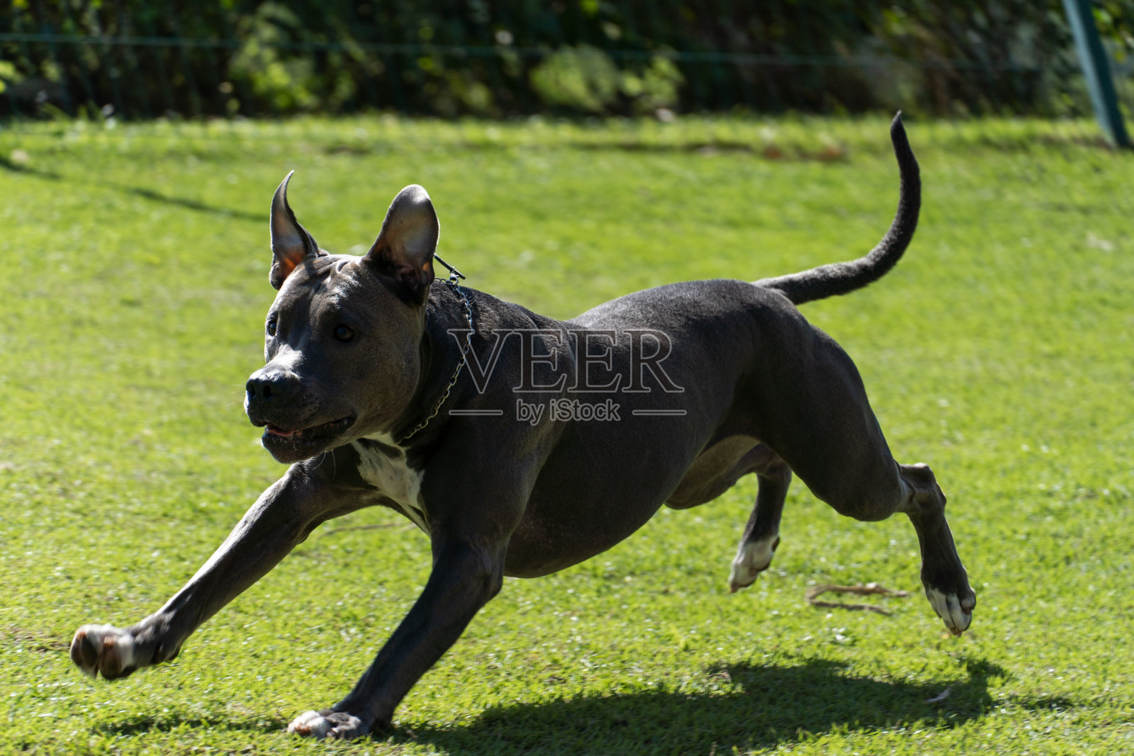 比特斗牛犬在公园里玩耍玩耍。草地地板，敏捷坡道，球。有选择性的重点。狗公园。阳光灿烂的日子照片摄影图片