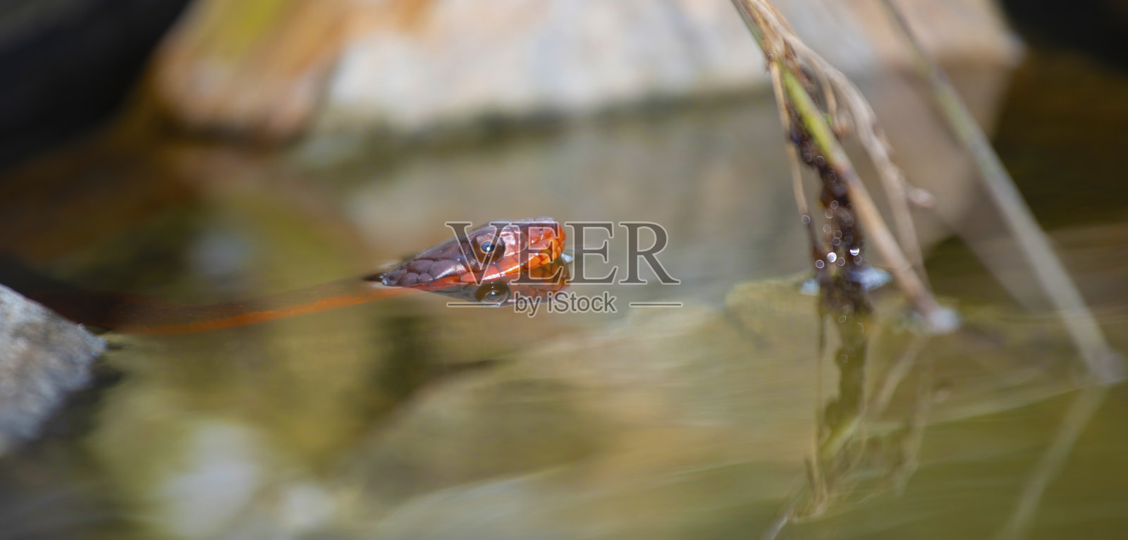 北卡罗来纳州的池塘里有一条红腹水蛇照片摄影图片