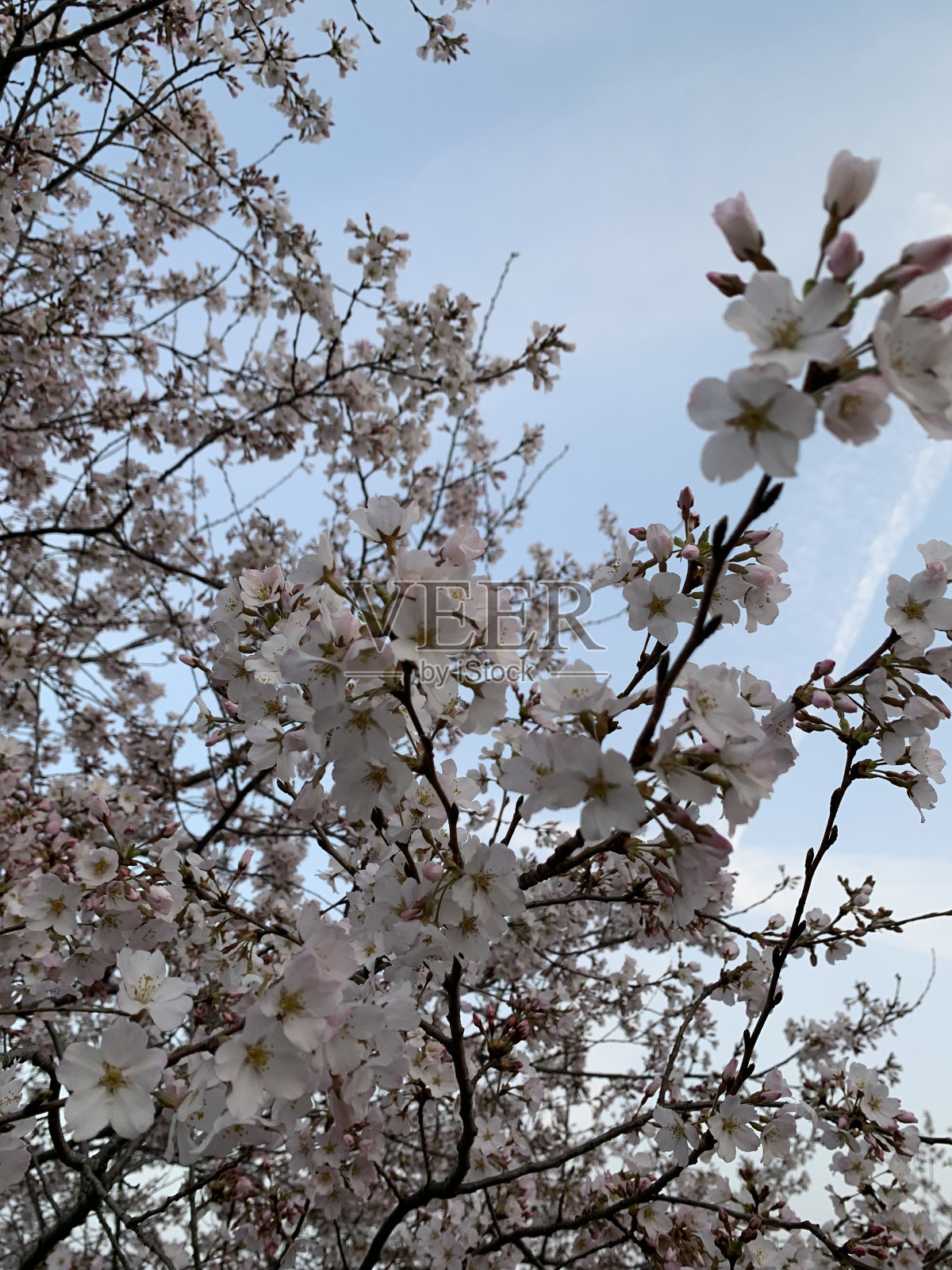 日本白花树照片摄影图片
