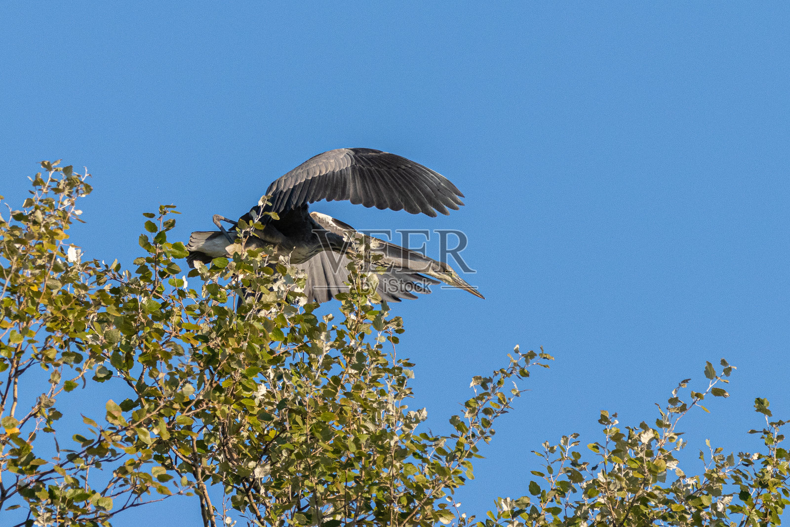 飞行中的幼年大蓝鹭照片摄影图片