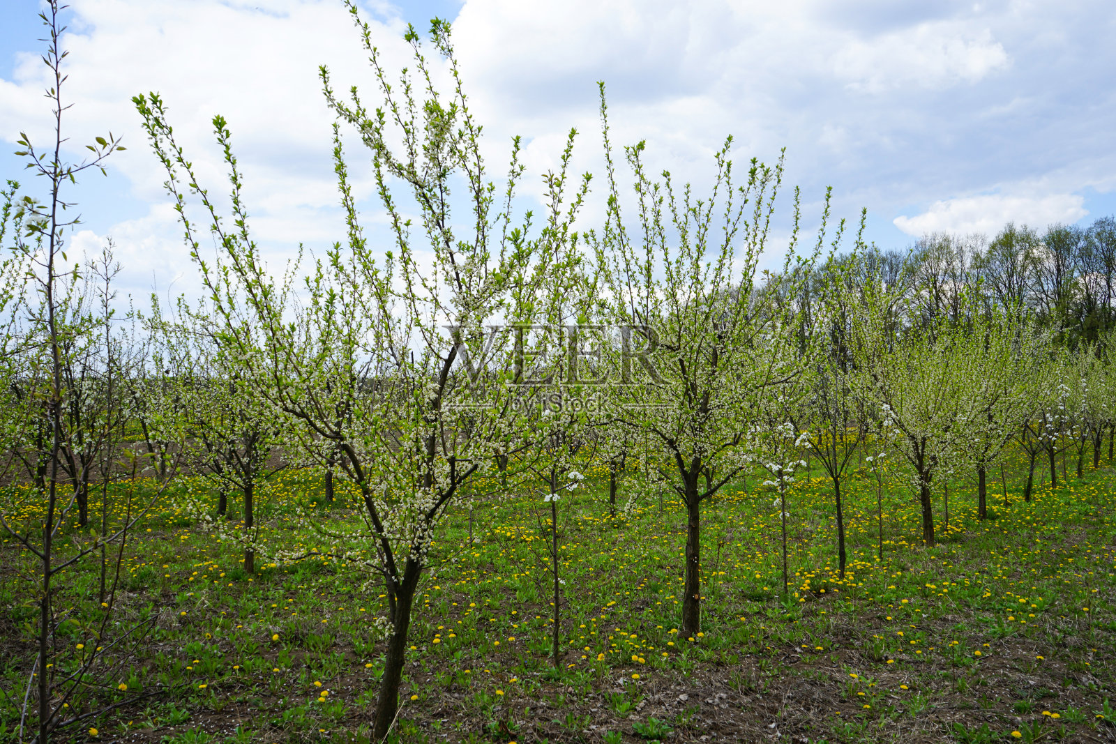 春天年轻的苹果园花园，美丽的蒲公英盛开的田野。照片摄影图片