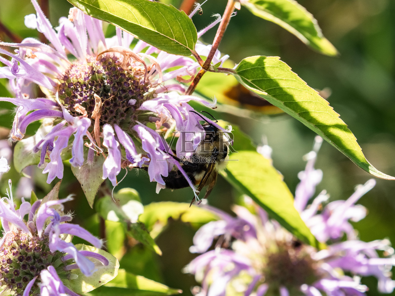 野生佛手柑花上的普通东部大黄蜂照片摄影图片