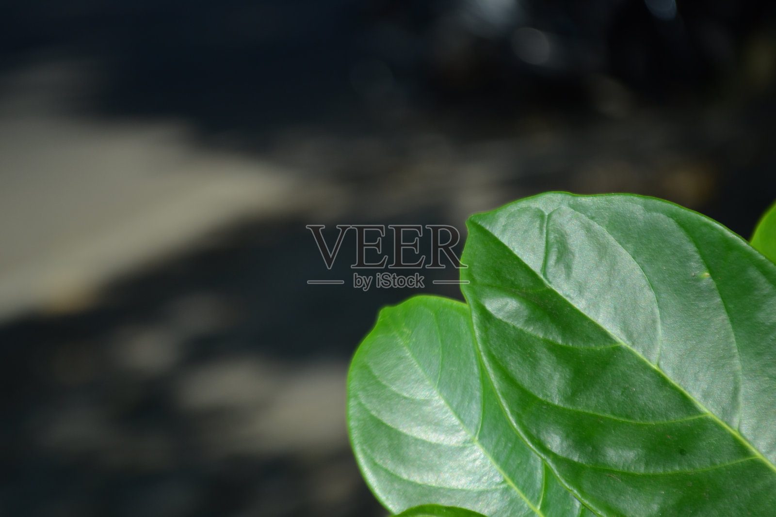 散景肖像桑叶与模糊的道路背景照片摄影图片