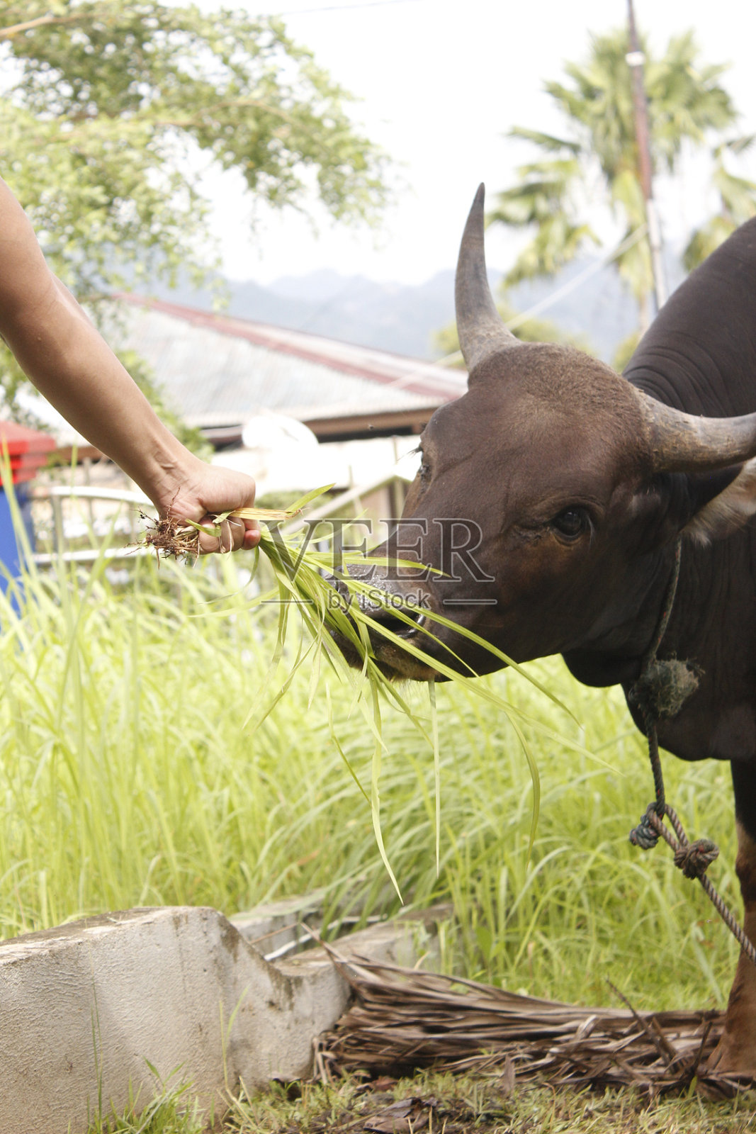 一头黑色的奶牛照片摄影图片