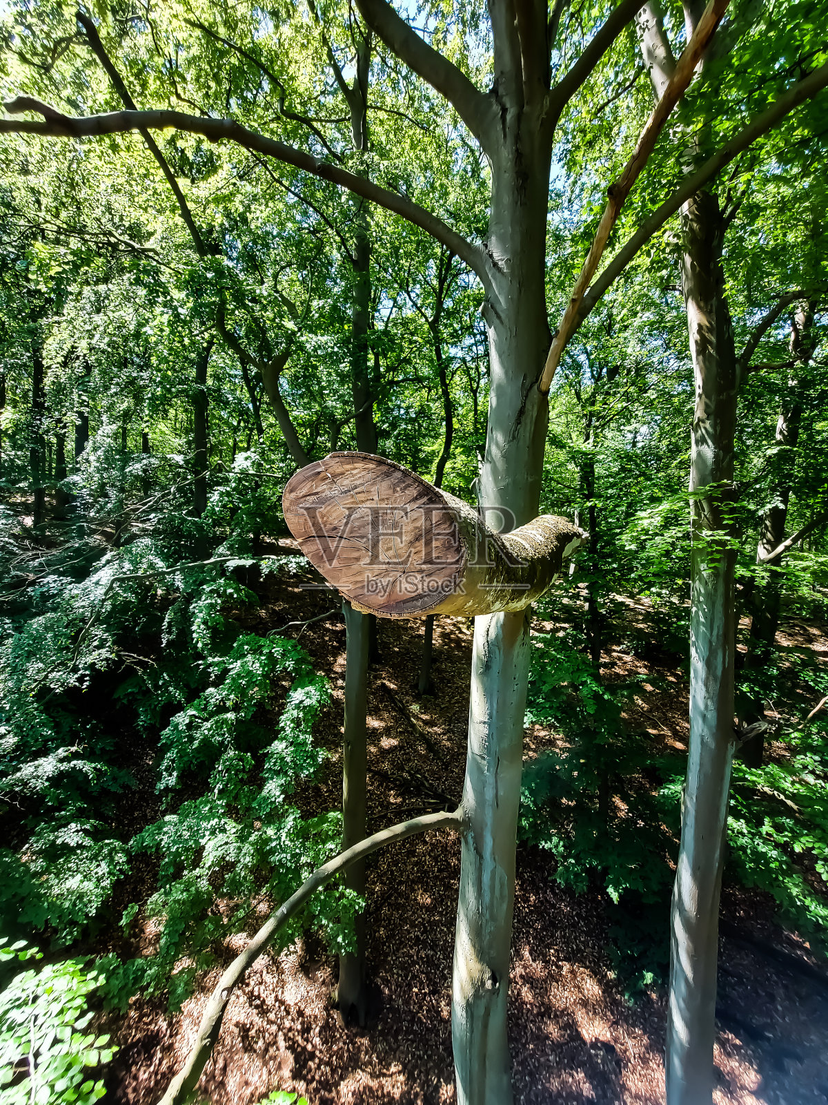 从树梢的走道上看照片摄影图片