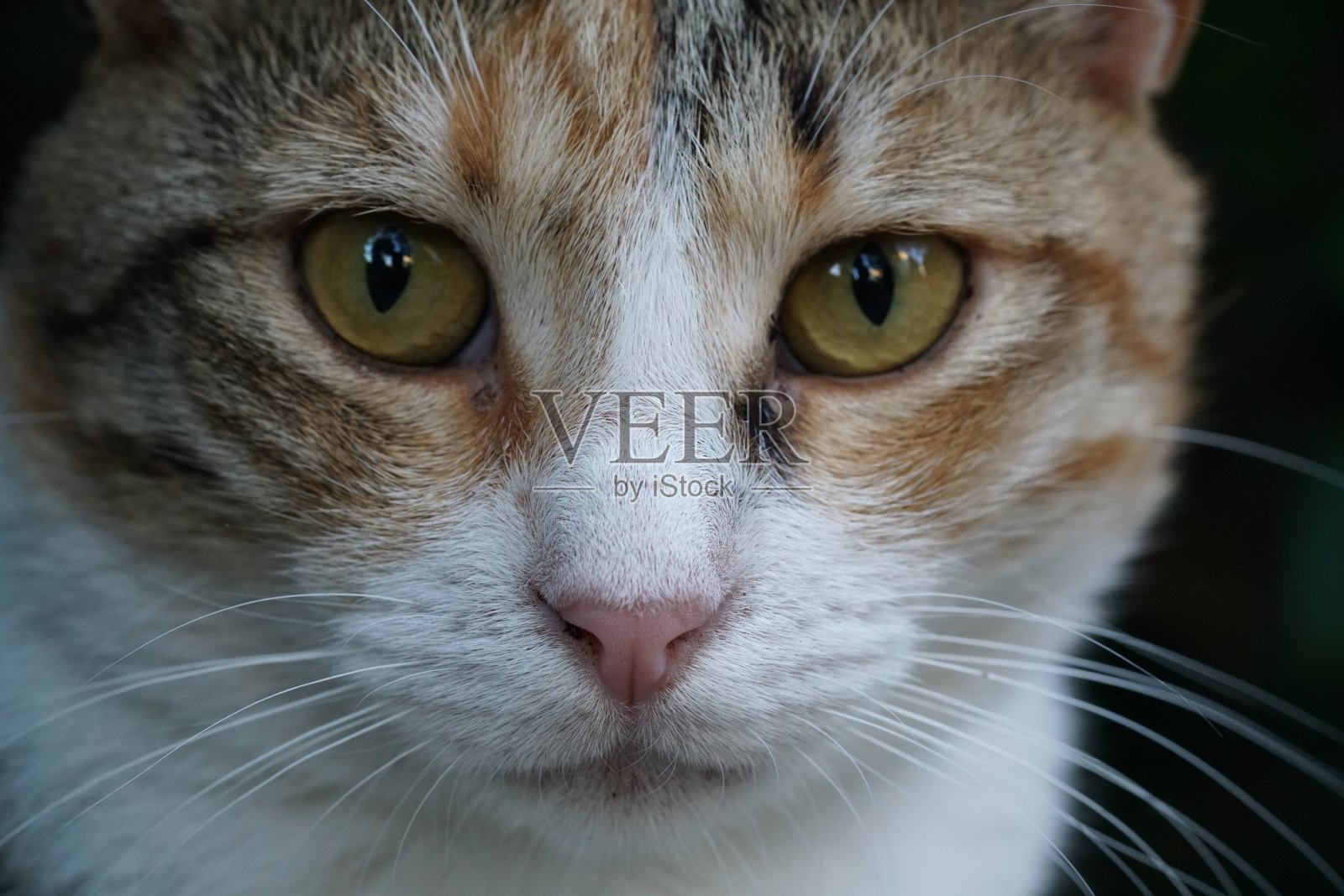 猫库存图片照片摄影图片