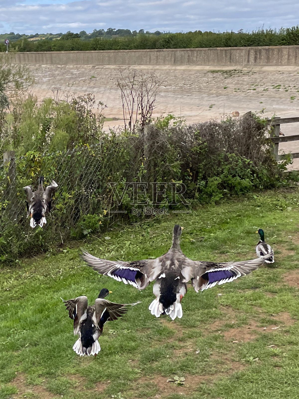 图片中，一群野鸭从干旱影响的水库附近的草地上飞了出来，公鸭(雄性)和母鸭(雌性)展示着彩虹色的紫蓝色的尖翅羽毛，英国萨默塞特的Chew Magna水库照片摄影图片