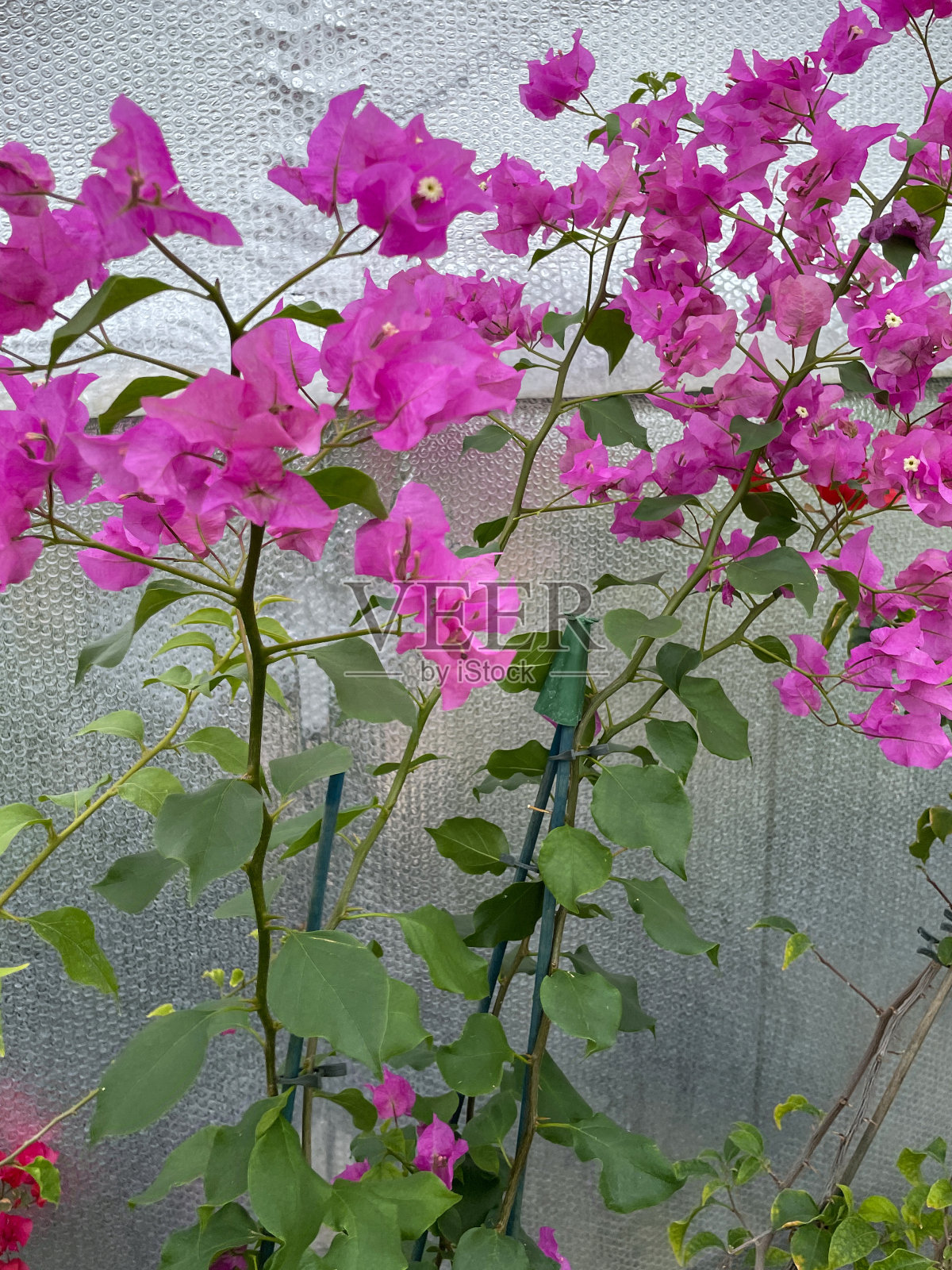 热带亮粉色的三角梅苞片，夏季攀爬观赏开花的三角梅藤，花园中心苗圃出售的盆栽植物，前景重点照片摄影图片