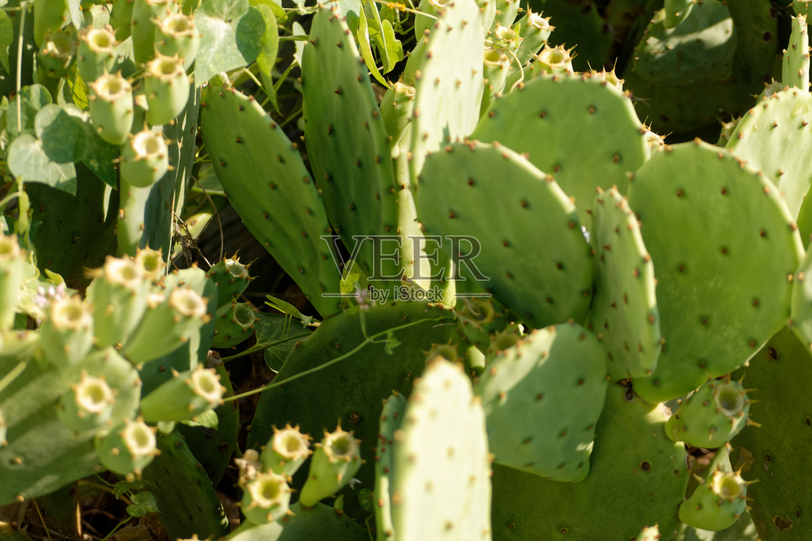 仙人掌的植物照片摄影图片