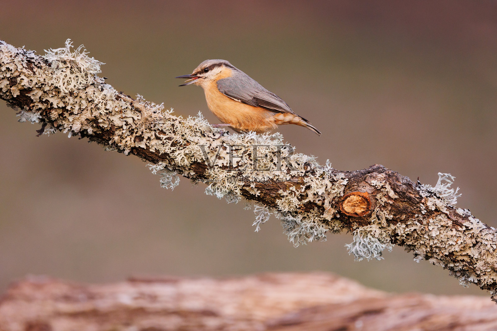蓝色攀登者- Sitta欧洲人照片摄影图片