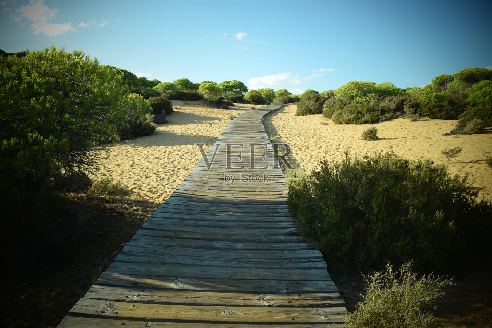 木人行桥通往大海之间的松林照片摄影图片