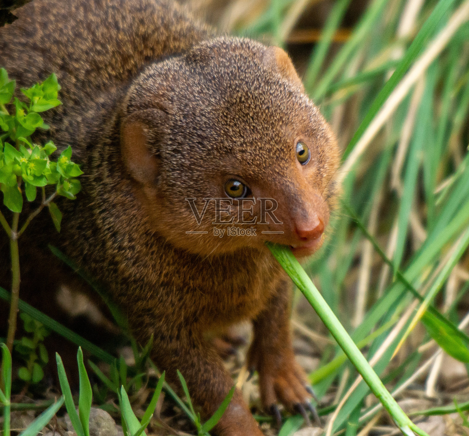 猫鼬嚼草照片摄影图片