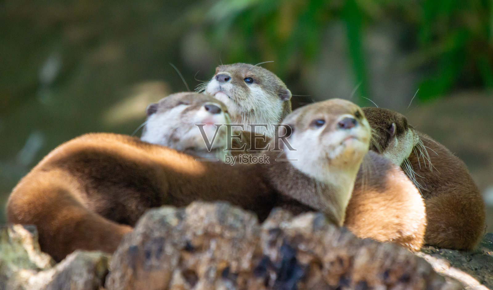 水獭窥视照片摄影图片