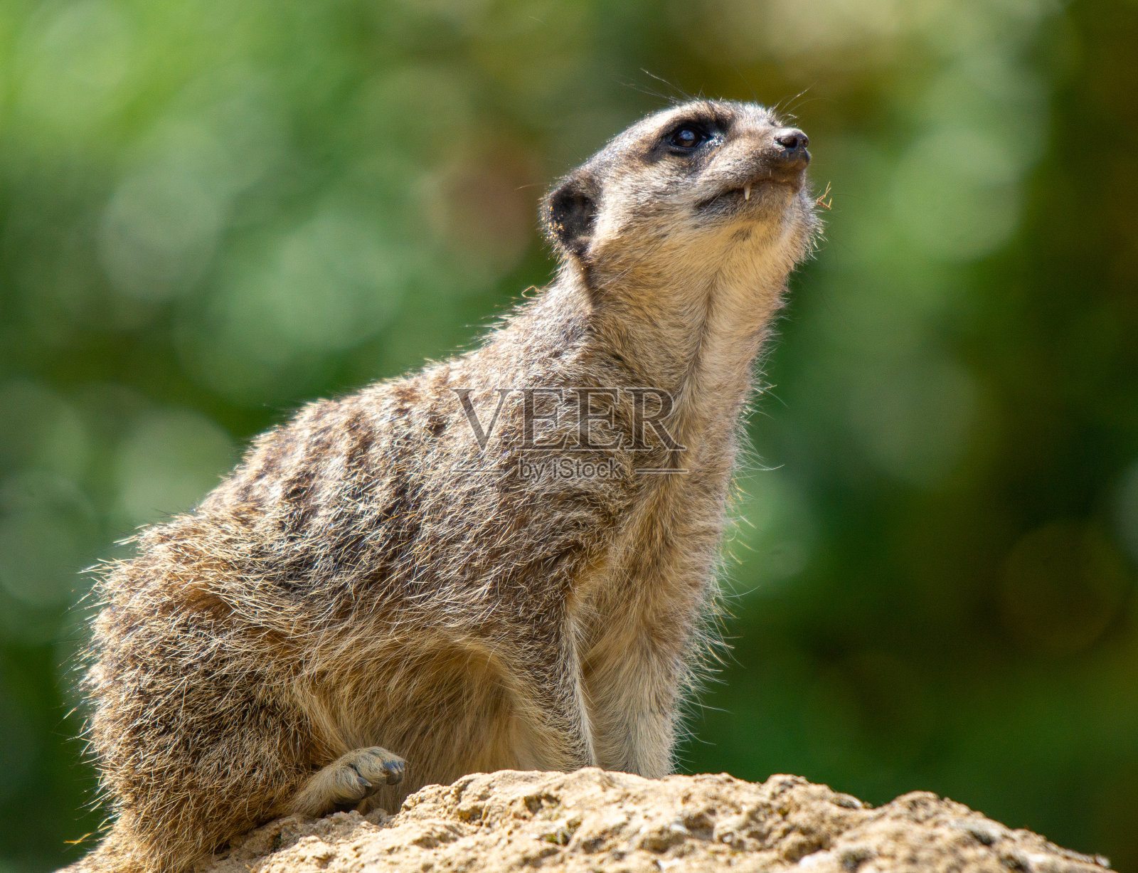 猫鼬仰望天空照片摄影图片