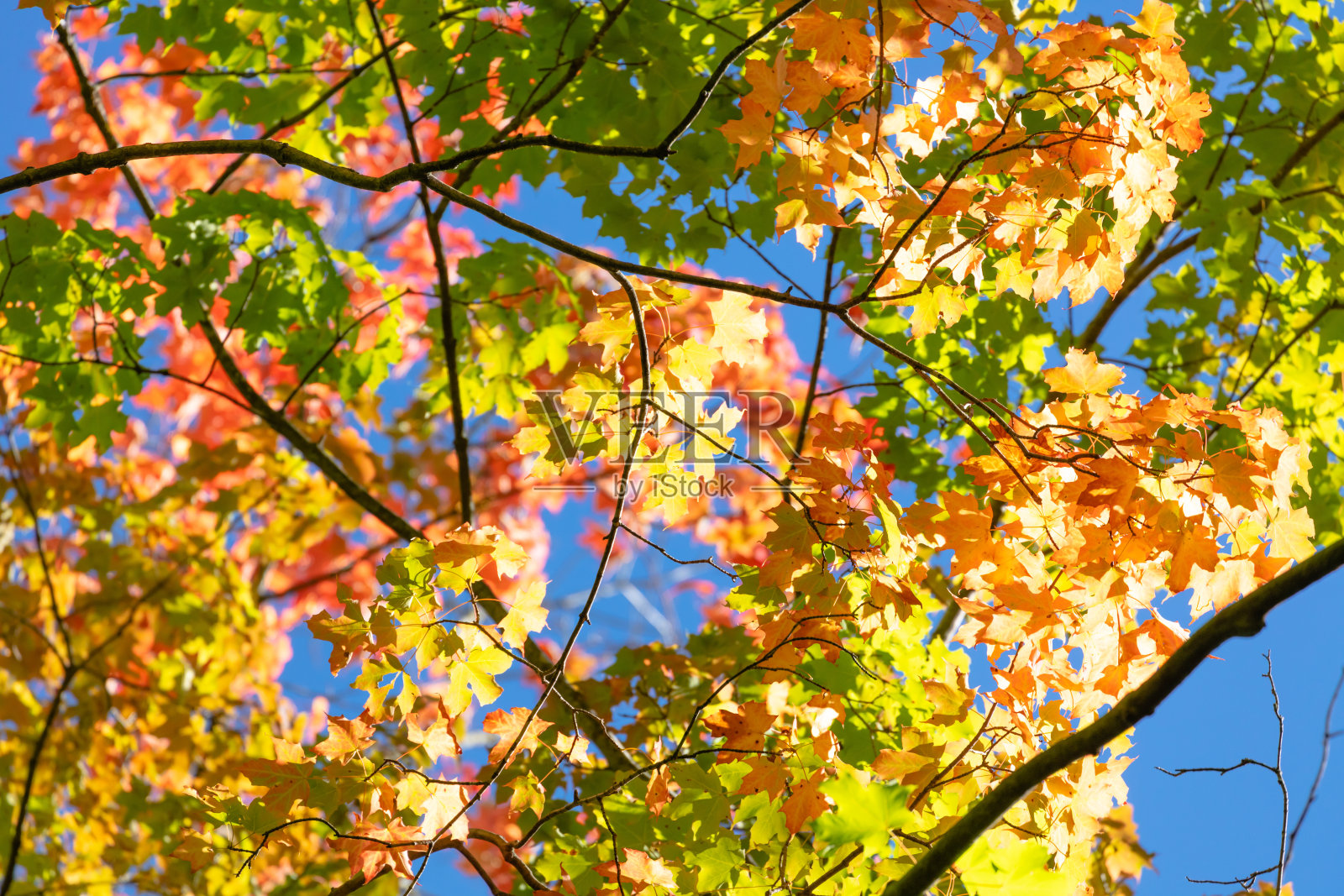 秋天的森林的天空照片摄影图片