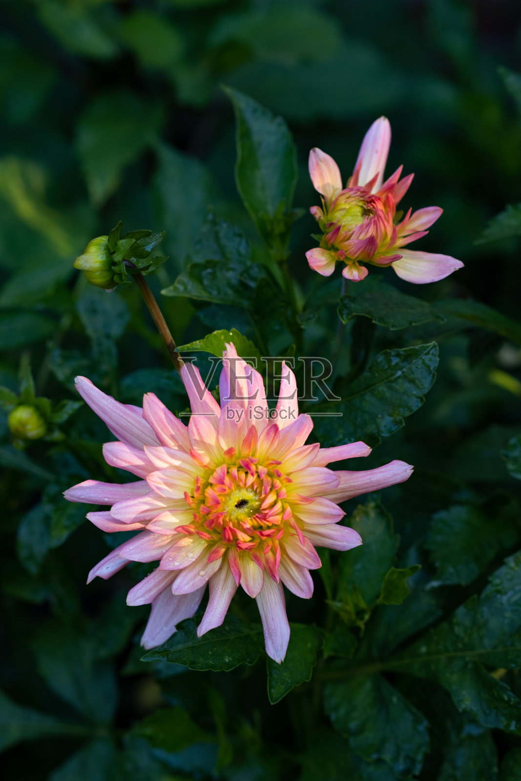 清晨夏雨后的大希拉照片摄影图片