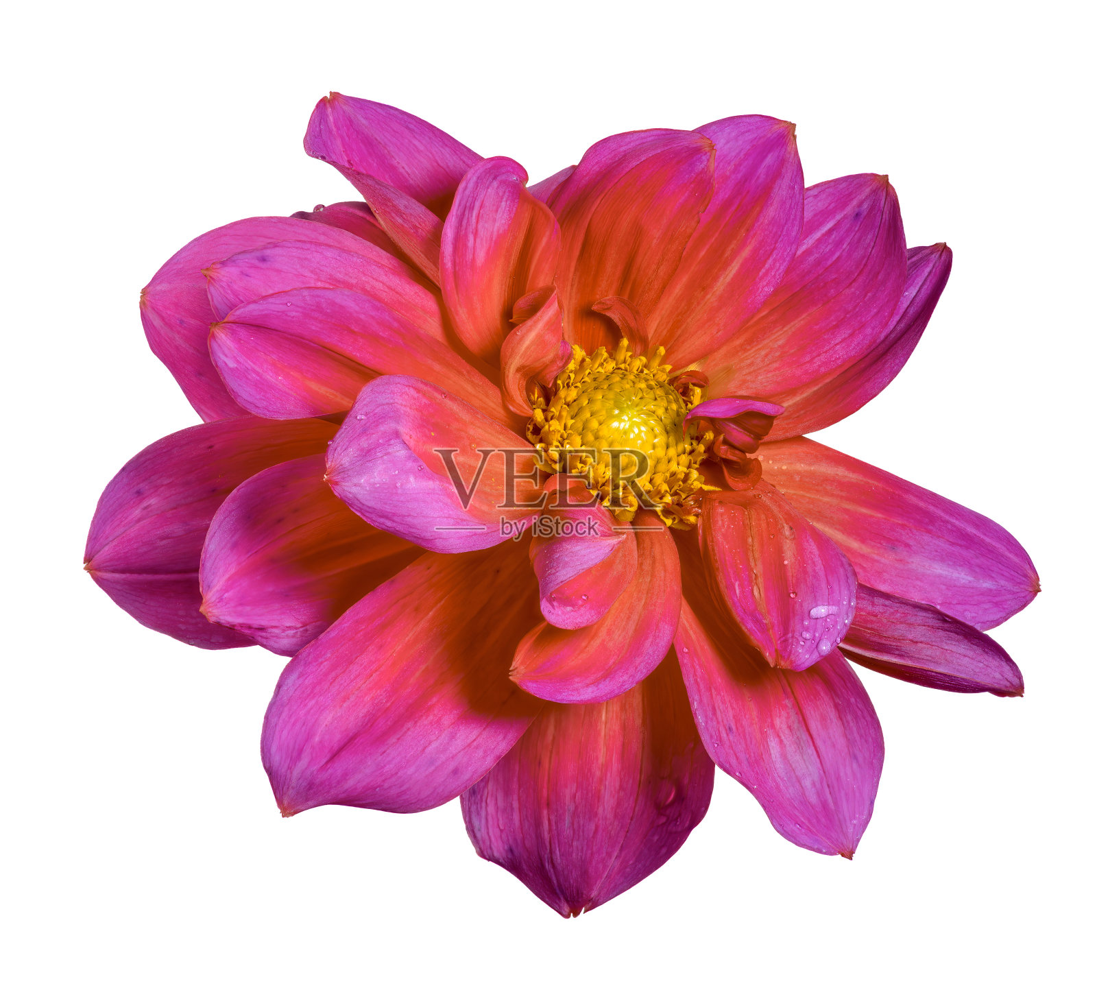 孤立的红色大丽花盛开照片摄影图片