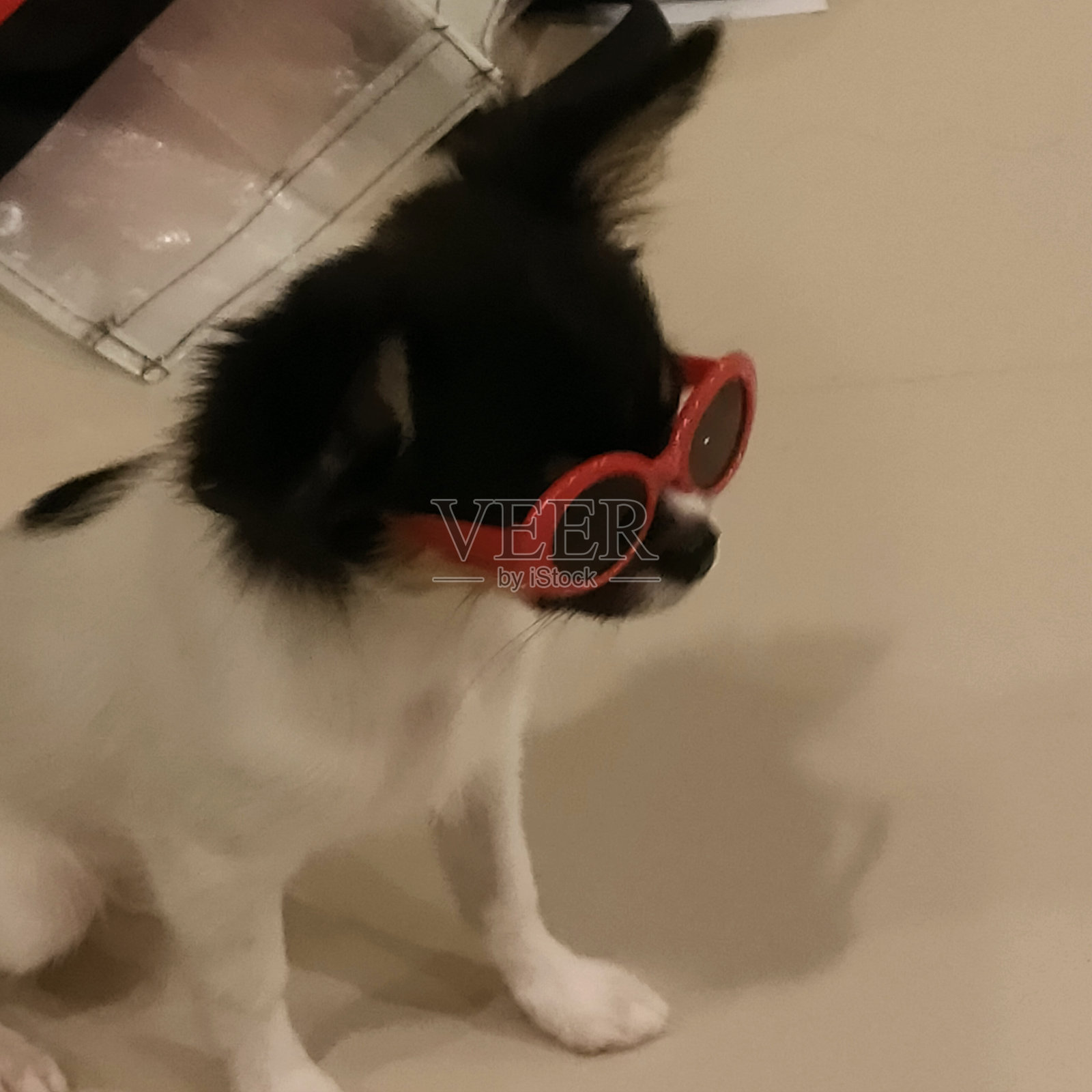 可爱的狗照片摄影图片