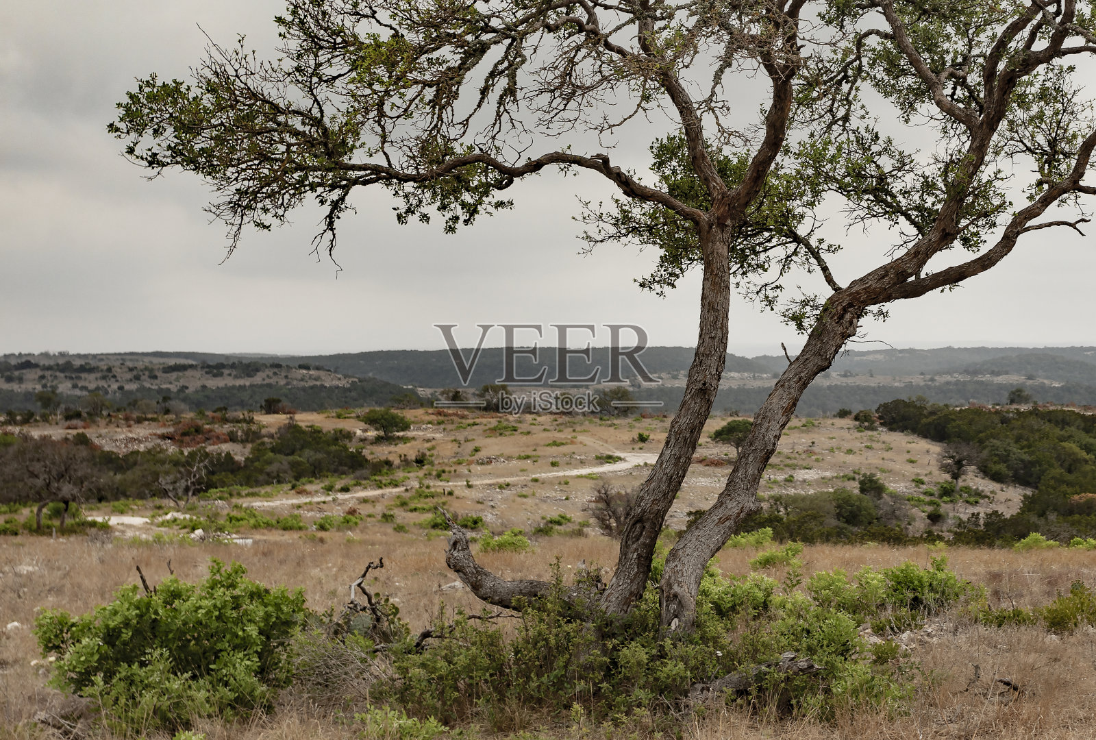 德克萨斯州的牧豆树照片摄影图片