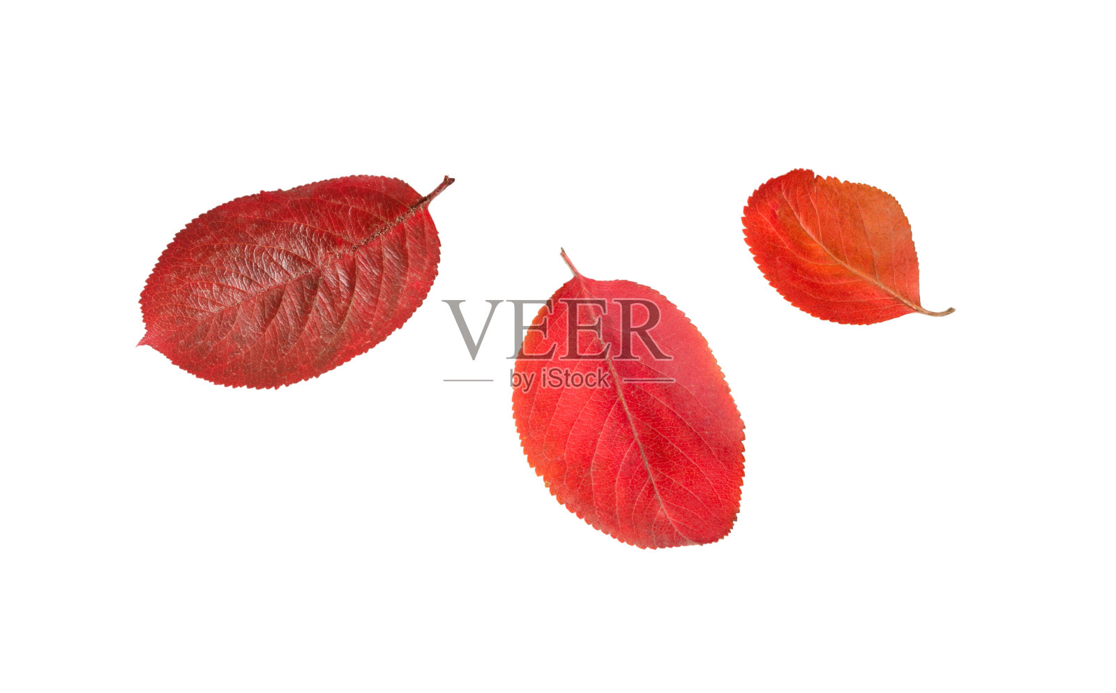 秋天的叶子就白了照片摄影图片