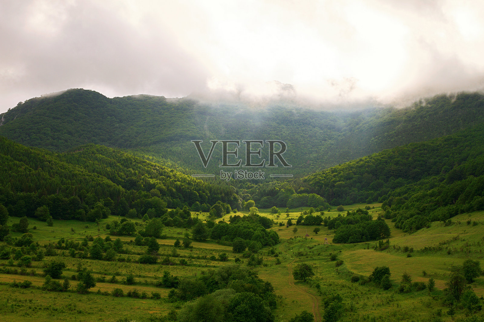 雾笼罩着森林照片摄影图片