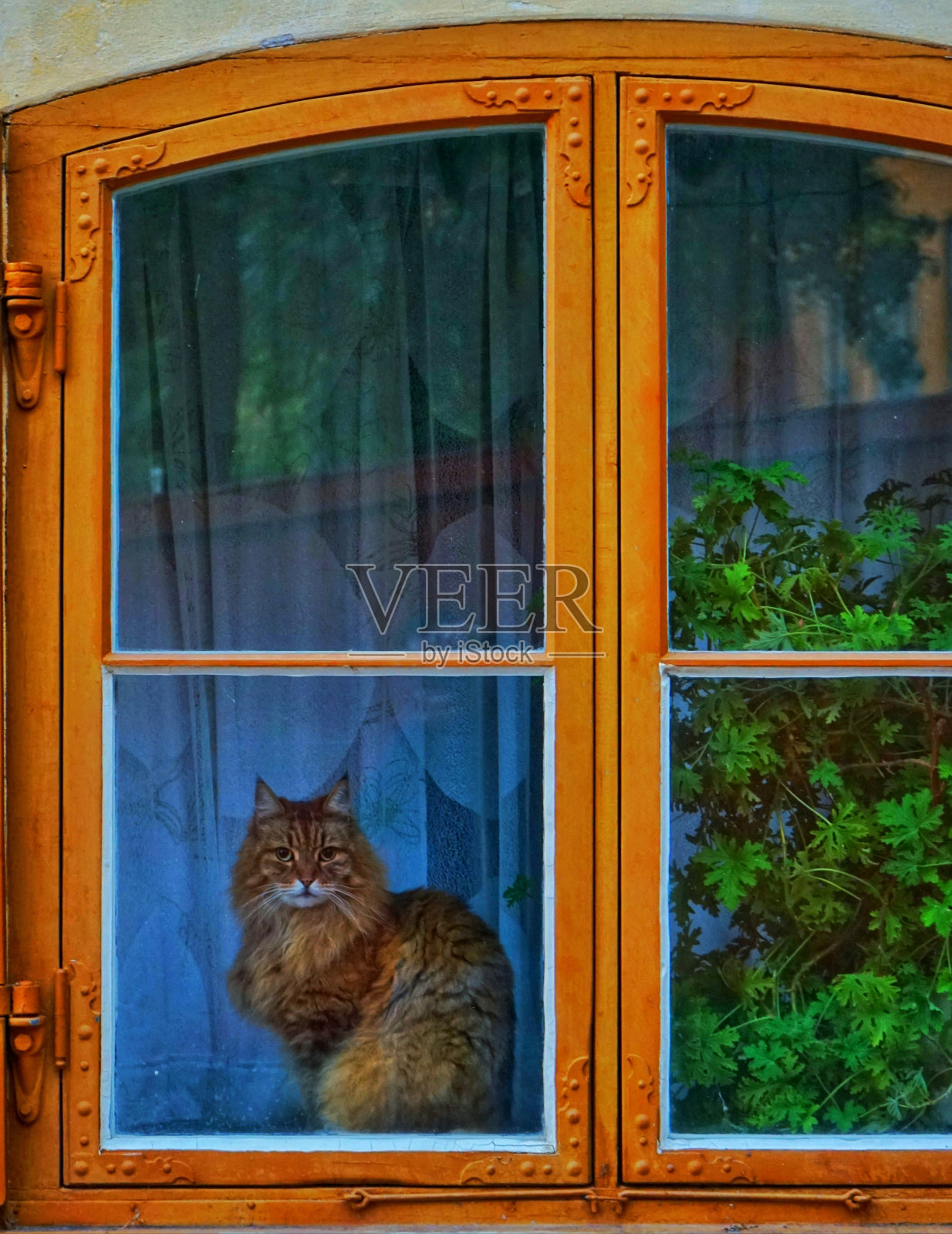 窗户上的猫照片摄影图片