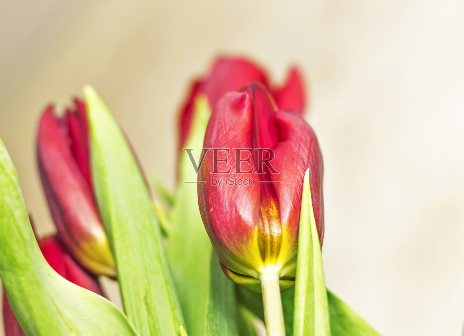 白色背景上孤立的红色郁金香花束照片摄影图片