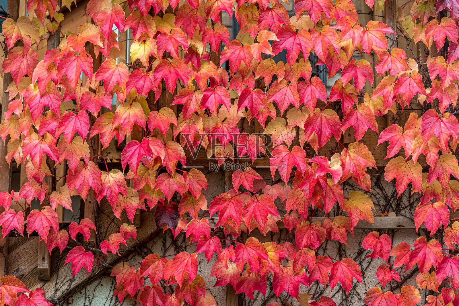 爬山虎的叶子照片摄影图片