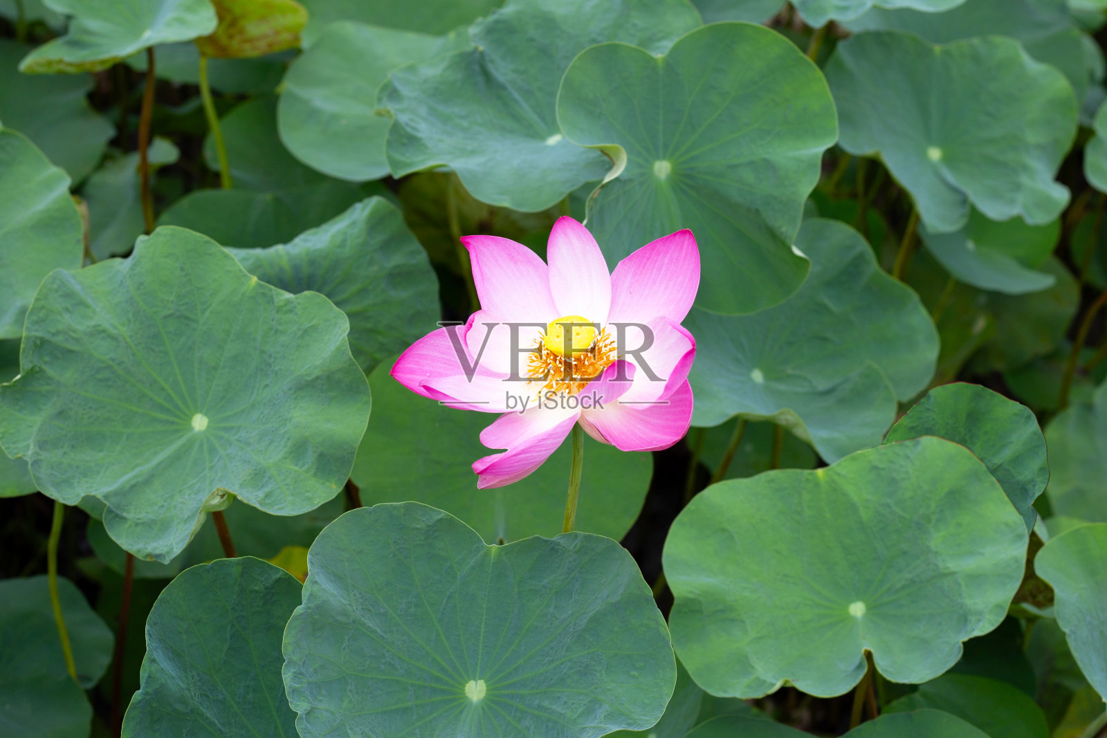 荷塘里开着粉红色的荷花，荷塘的叶子是绿色的照片摄影图片