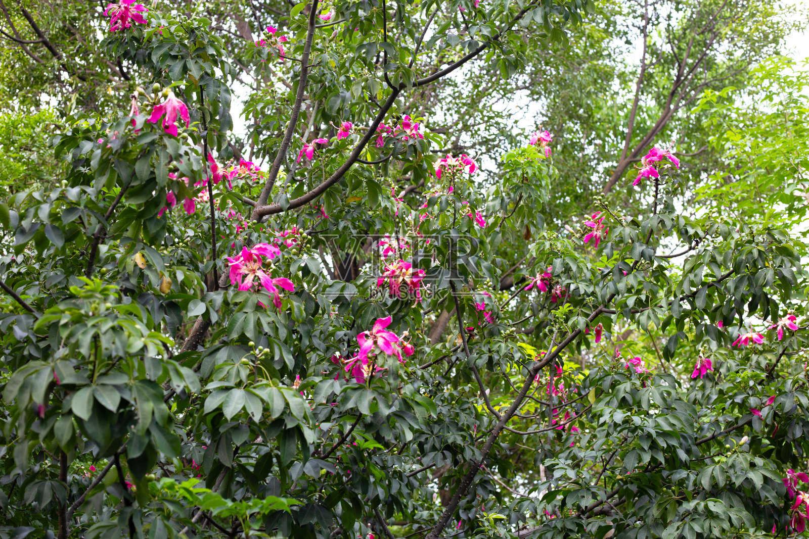 开丝线树蔷薇粉花照片摄影图片