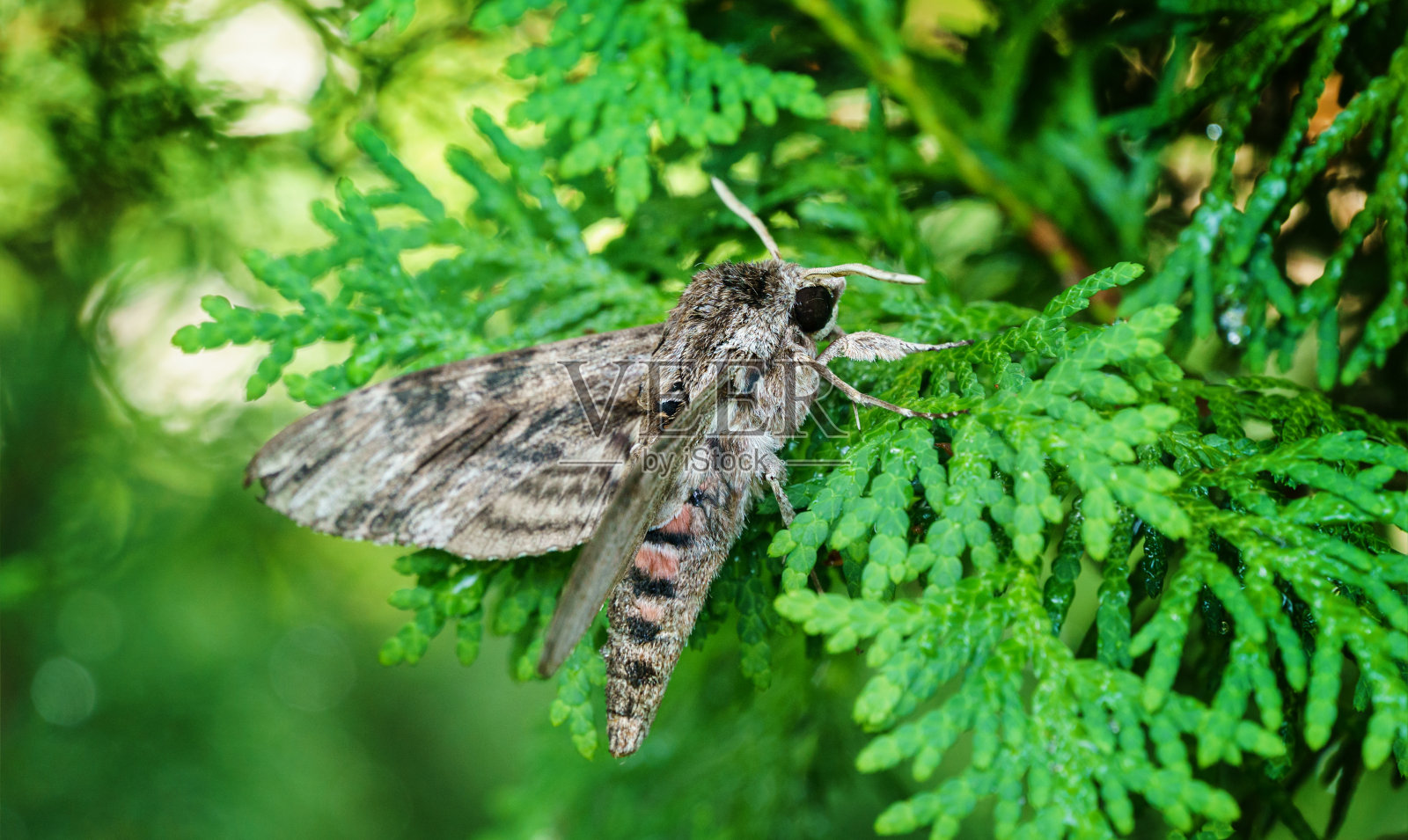 夜蝶旋花蝶的特写。旋花鹰蛾。一种非常大的毛茸茸的蝴蝶，翅膀上有生动的黑色和红色条纹图案，常绿树的叶子上。有选择性的重点照片摄影图片