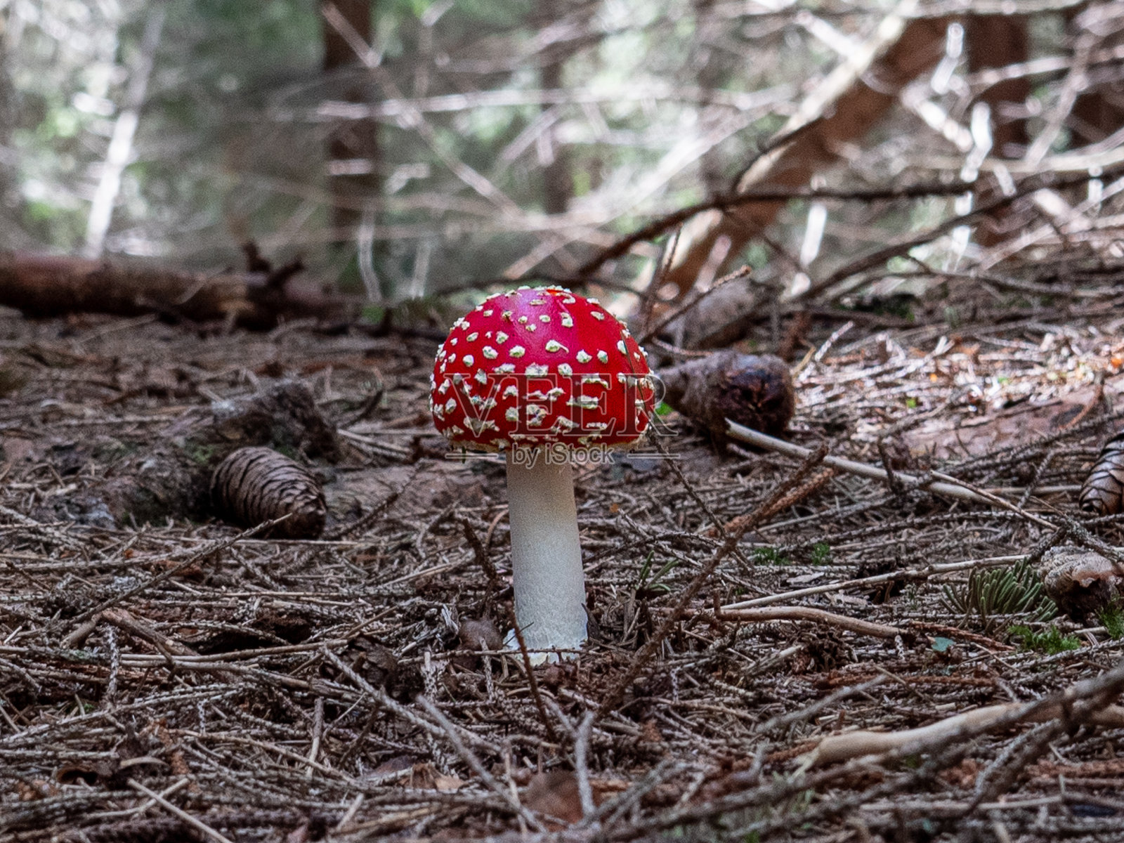 飞行伞菌照片摄影图片