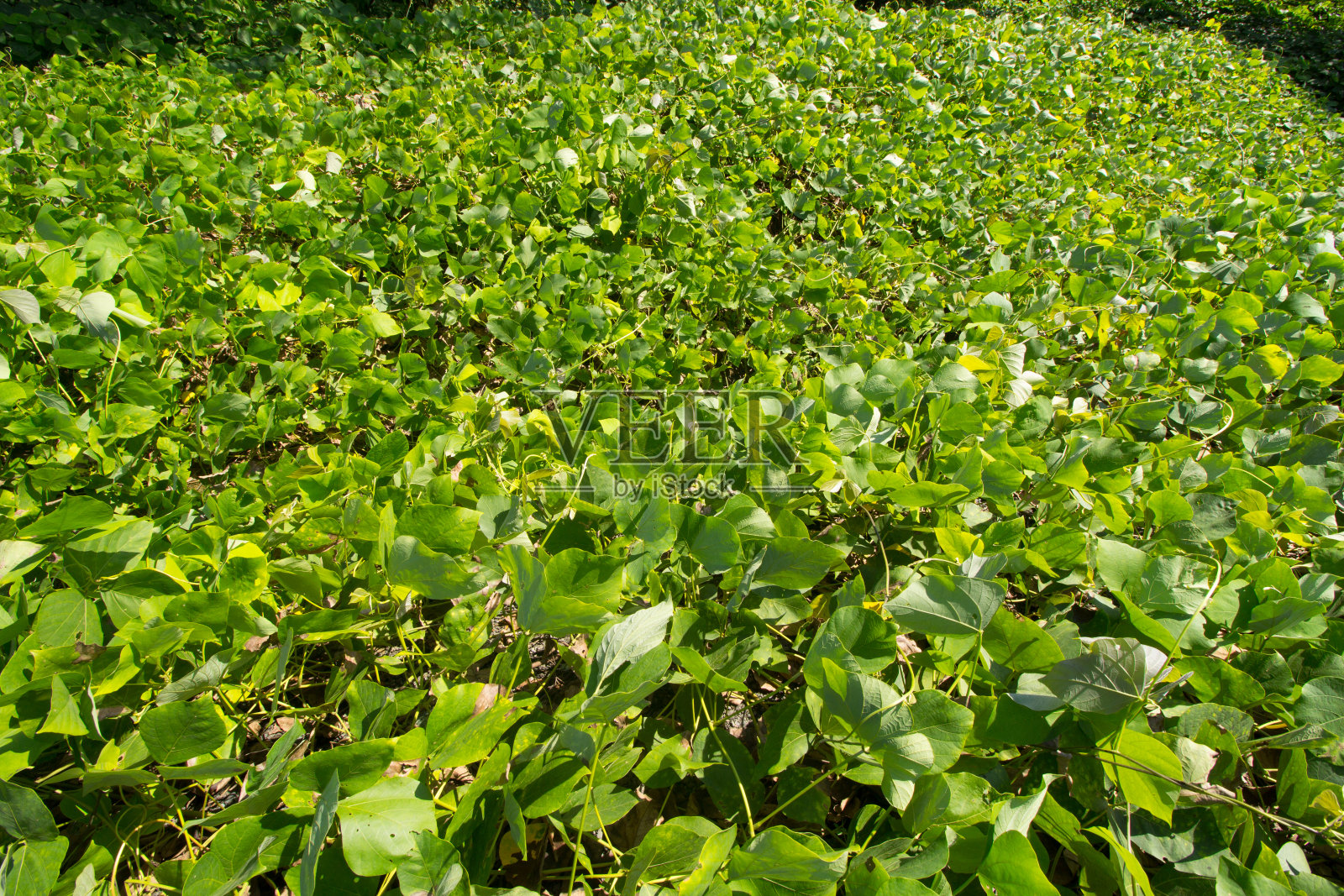 林场的油麻藤照片摄影图片