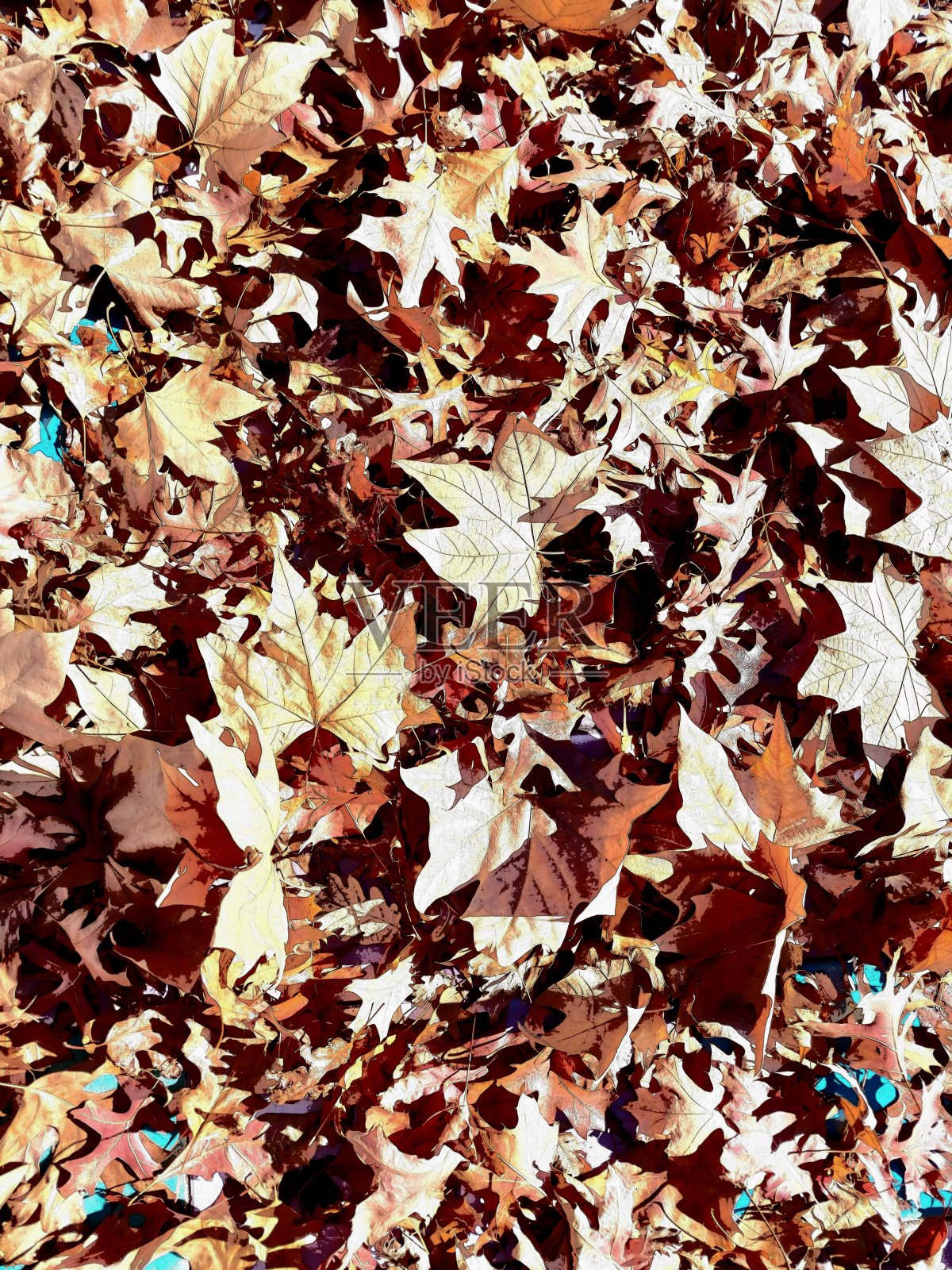 秋天照片摄影图片