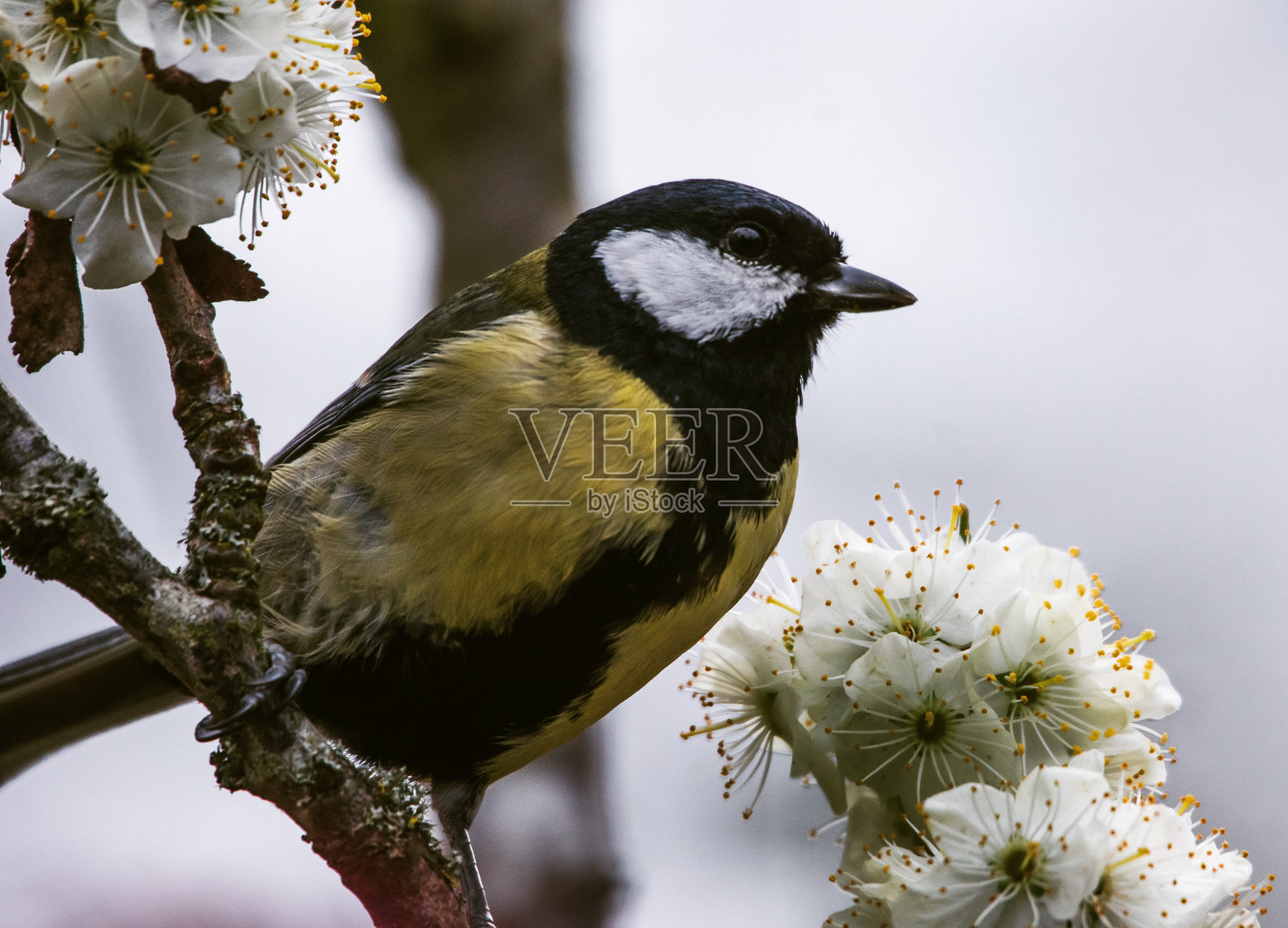 花丛中的黄山雀照片摄影图片