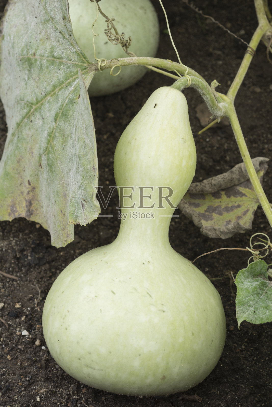 果园里的冬瓜果实照片摄影图片