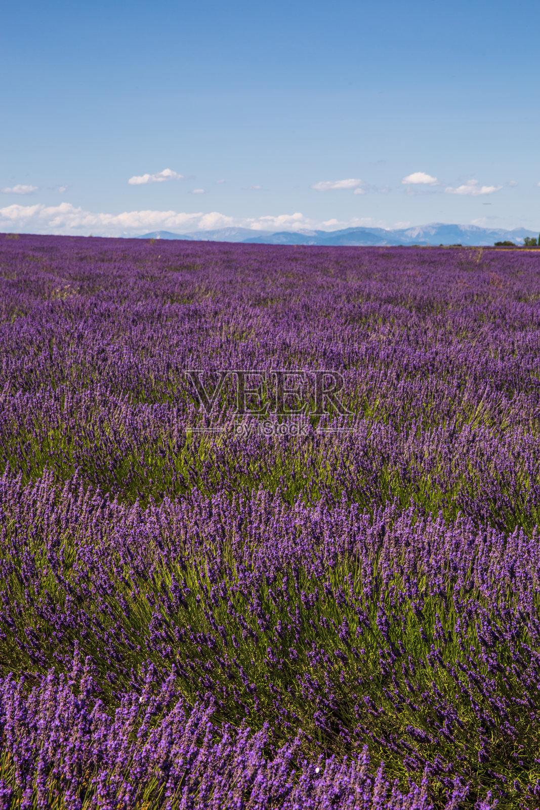 一个阳光明媚的春日，法国瓦朗索勒起伏的薰衣草田照片摄影图片