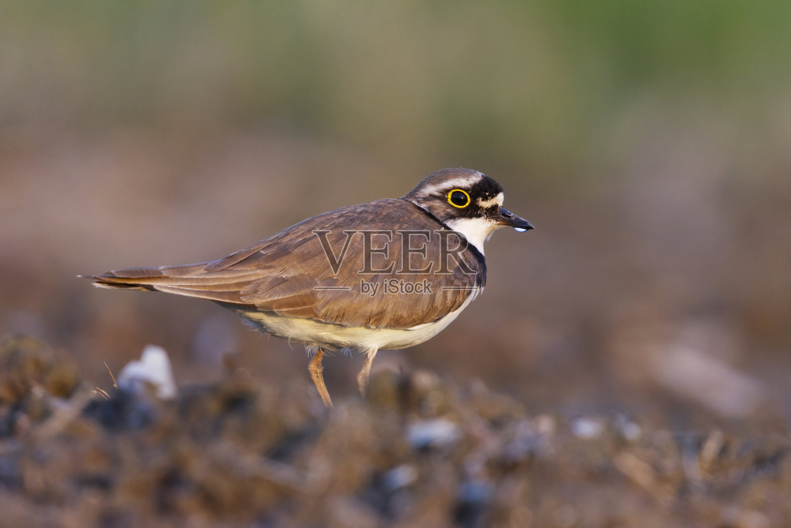日落时，站在泥泞的田野上的小环形珩鸟(Charadrius dubius)。照片摄影图片
