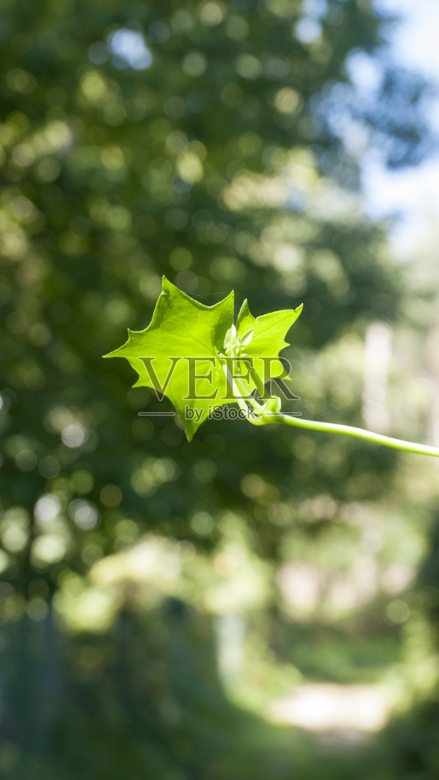 公园里的绿叶照片摄影图片