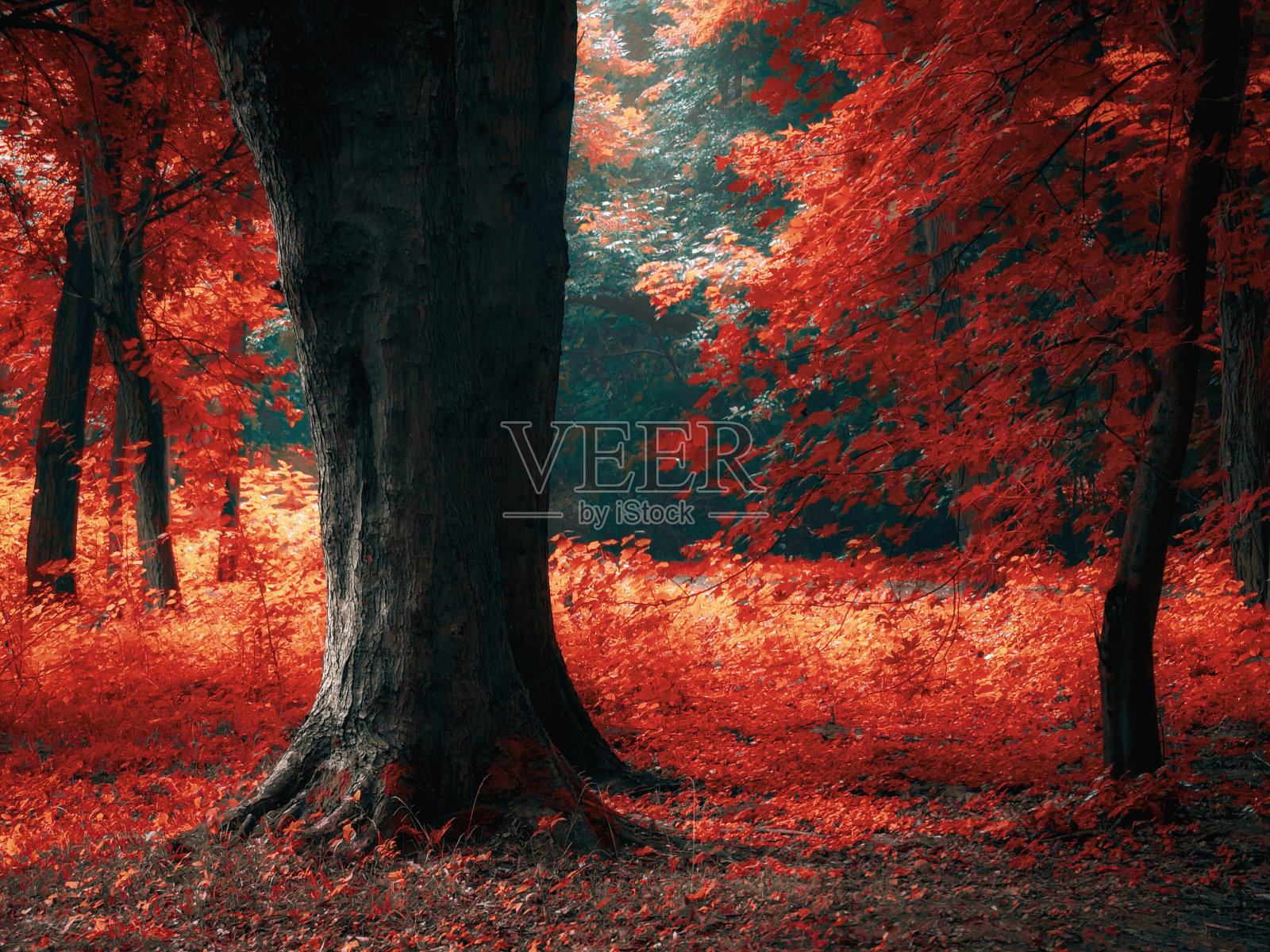 清晨神秘的秋林照片摄影图片