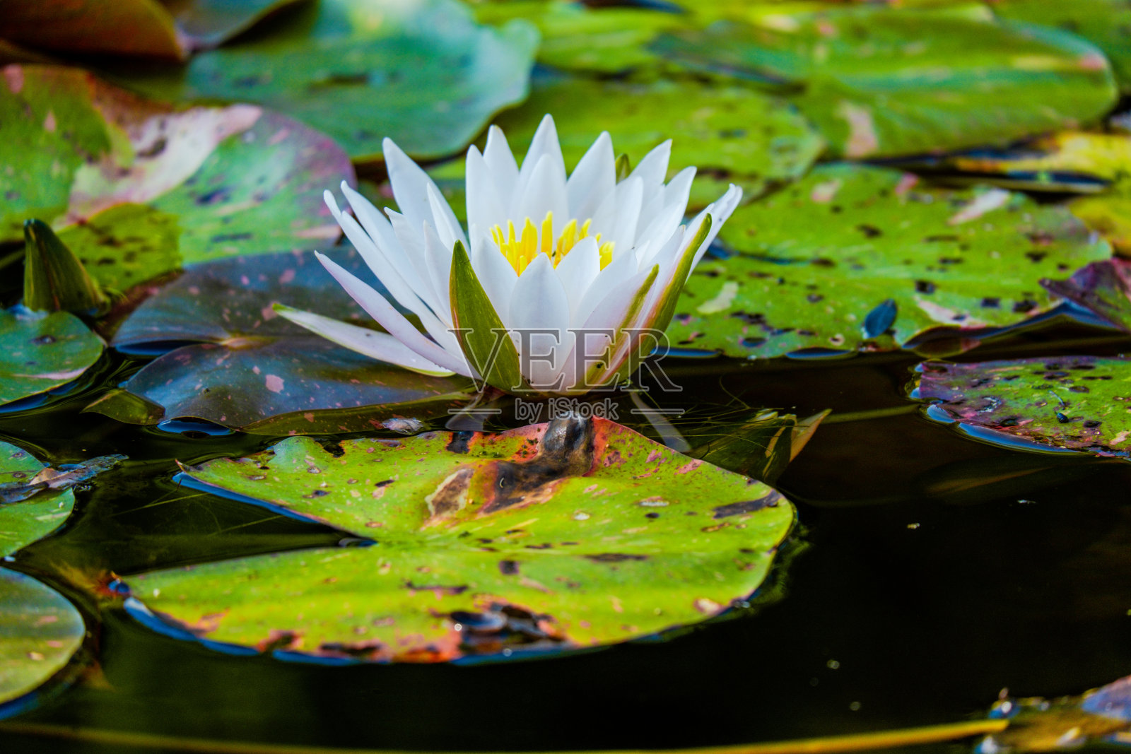 睡莲荷花照片摄影图片