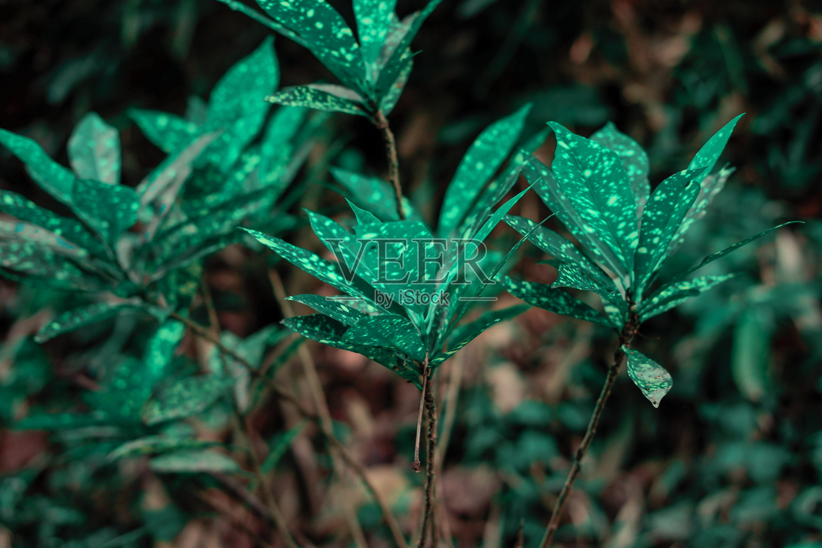 植物照片摄影图片