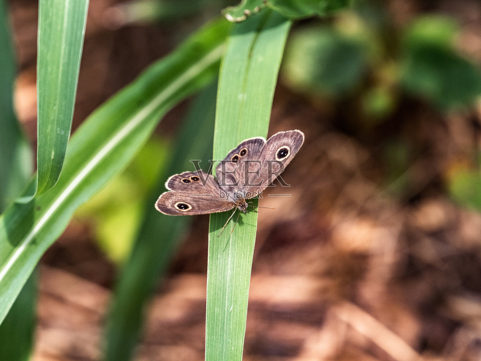 常见的在草叶上的五花草照片摄影图片