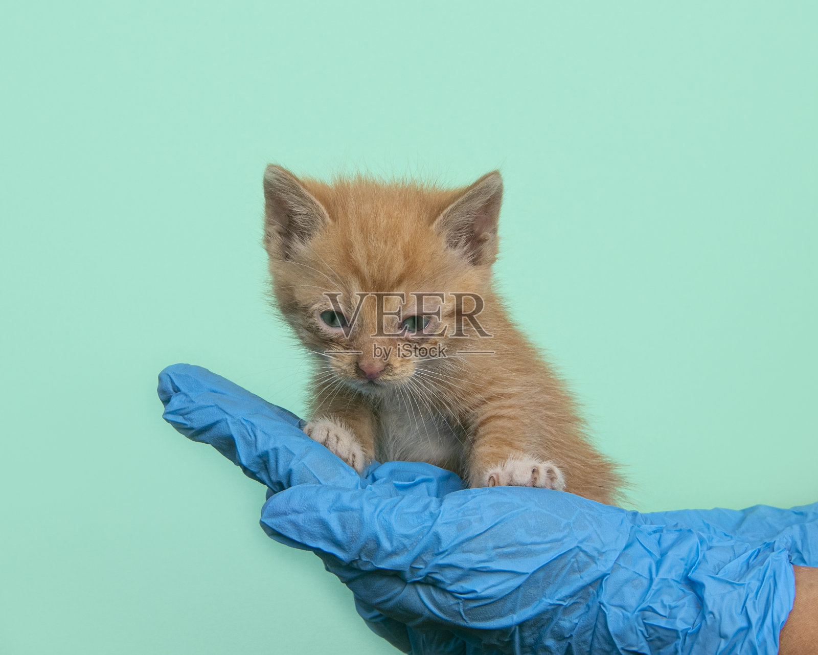 小猫的兽医检查。医生手里的红猫，蓝色背景。小猫宠物在兽医动物诊所检查、接种疫苗。保健家畜。长网页横幅复制空间照片摄影图片