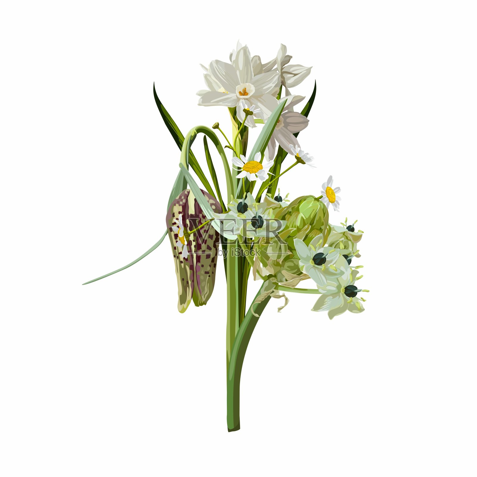 热带邀请，花卉邀请谢谢你，回复现代卡片设计。一套sprind花束与水仙花，伯利恒之星，或草百合(Ornithogalum umbellatum)花。插画图片素材