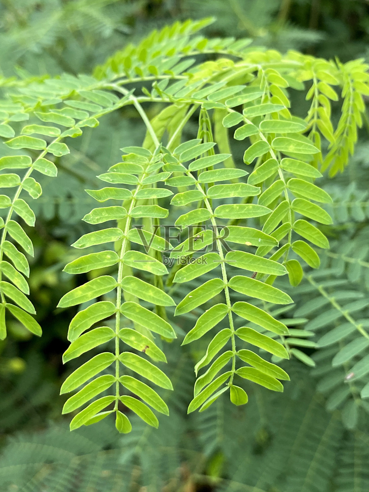 金合欢树叶照片摄影图片