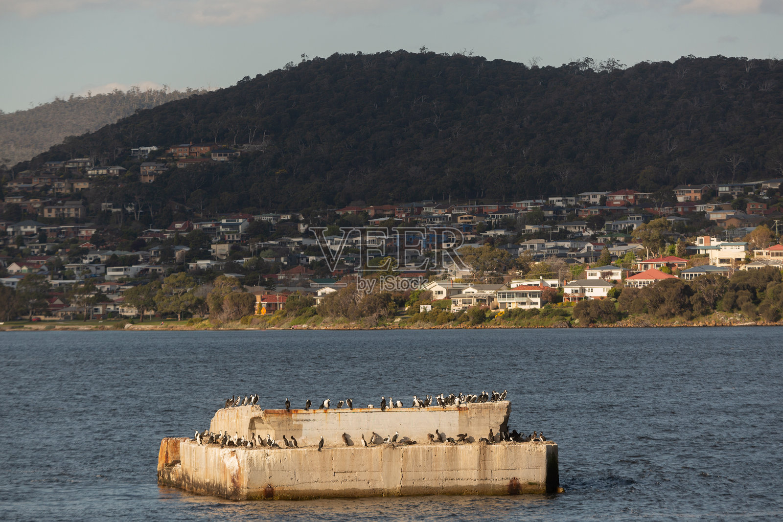 鸬鹚栖息在德文特河的混凝土桥墩上照片摄影图片