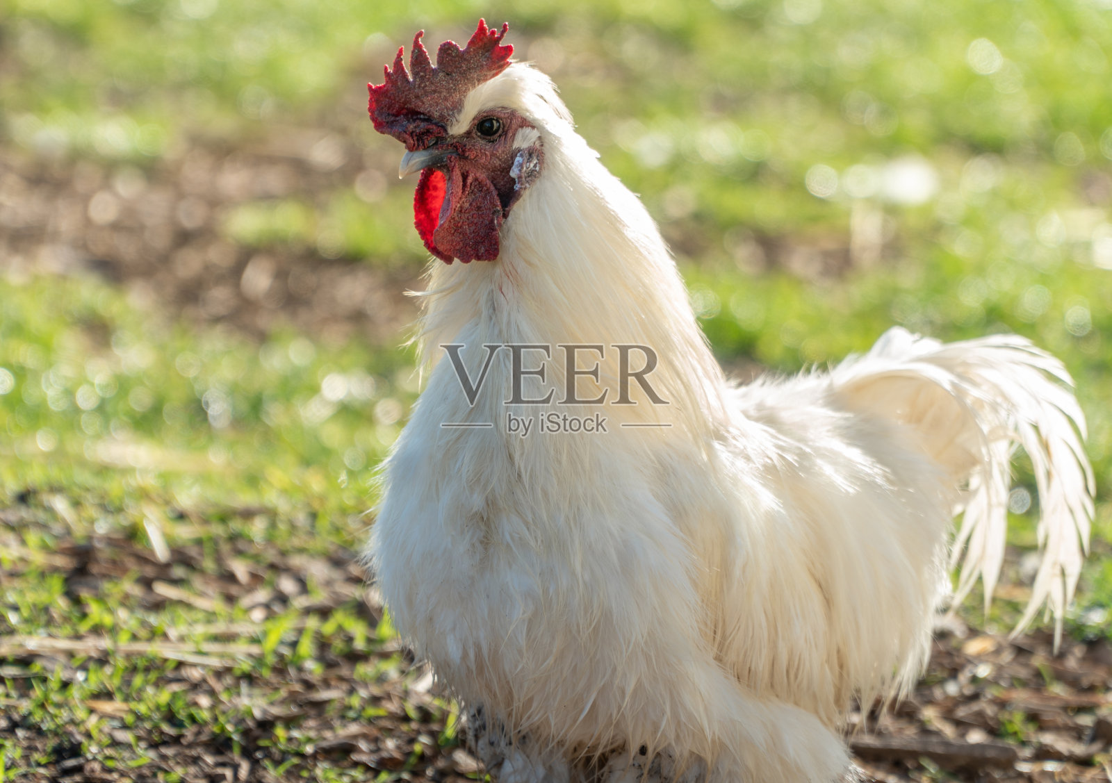 晨光中的白公鸡照片摄影图片