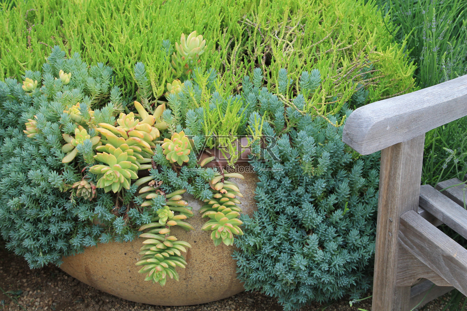 多肉植物旁边的宁静座椅照片摄影图片