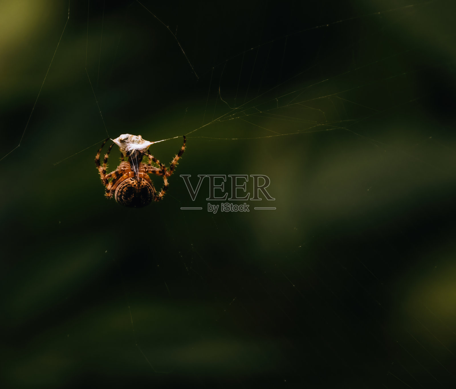 靠近蜘蛛照片摄影图片